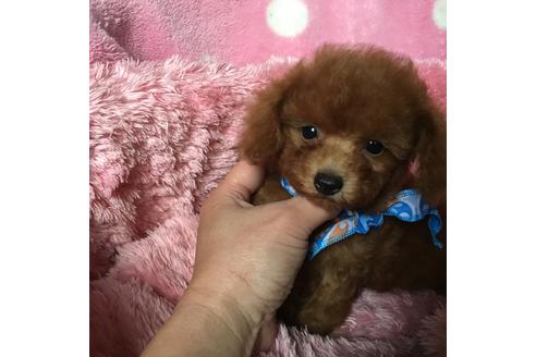 成約済の福岡県のタイニープードル-41013の1枚目
